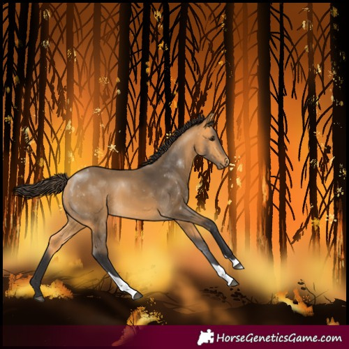 Horse Color:Buckskin Tobiano