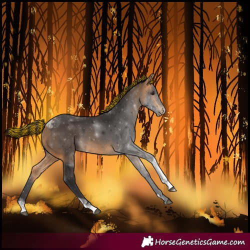 Horse Color:Painted Buckskin Tobiano 
