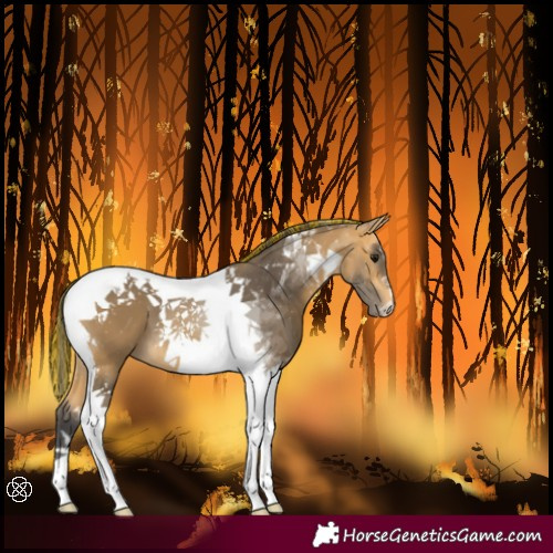 Horse Color:Painted Buckskin Tobiano 