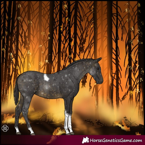 Horse Color:Buckskin Tobiano 