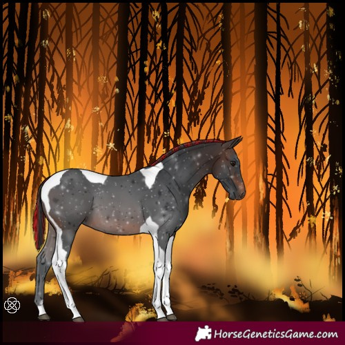 Horse Color:Painted Brown Tobiano