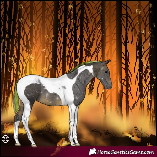 Horse Color:Painted Buckskin Tobiano