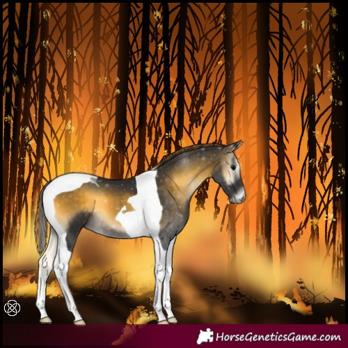 Horse Color:Painted Buckskin Onyx Tobiano 