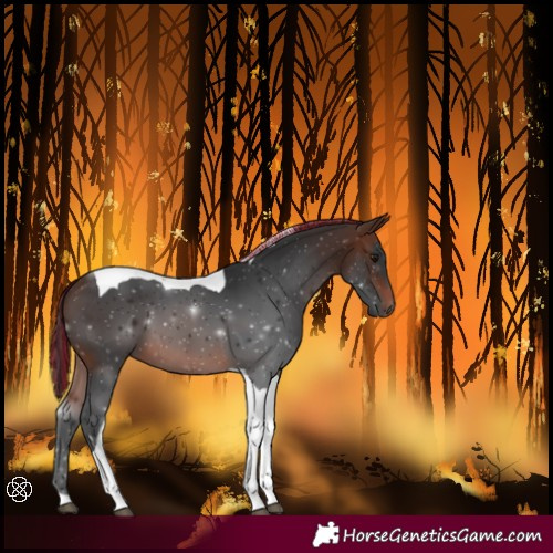 Horse Color:Painted Brown Tobiano 