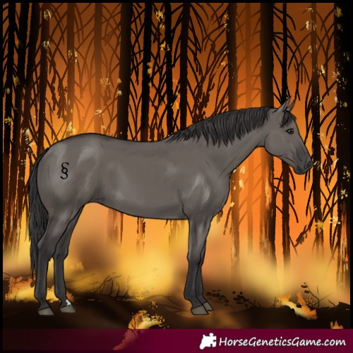 Horse Color:Smoky Grullo 