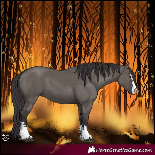 Horse Color:Smoky Grullo