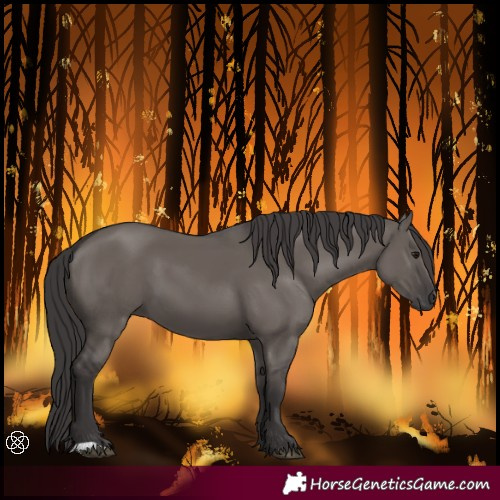 Horse Color:Smoky Grullo