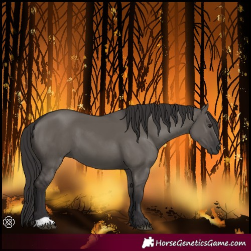 Horse Color:Smoky Grullo 
