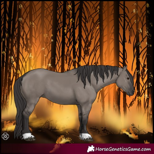Horse Color:Smoky Grullo 