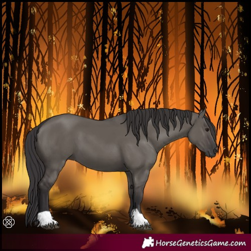 Horse Color:Smoky Grullo