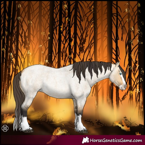 Horse Color:Buckskin Roan Dun Splash 