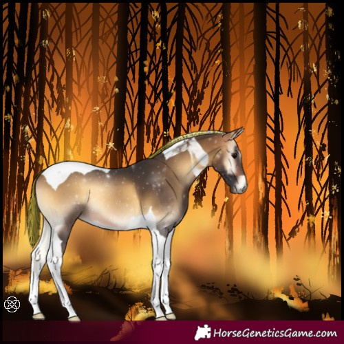 Horse Color:Painted Buckskin Onyx Tobiano 