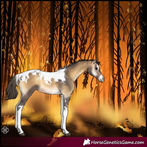 Horse Color:Buckskin Onyx Tobiano 