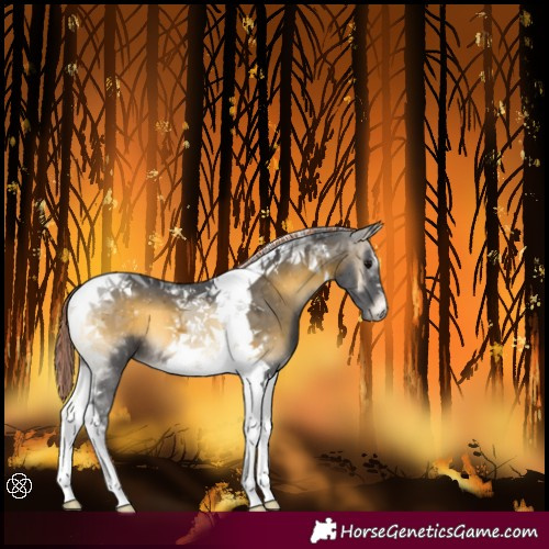 Horse Color:Painted Buckskin Onyx Tobiano