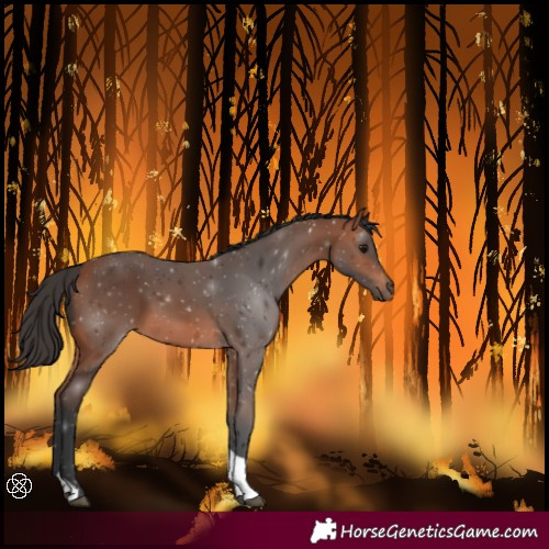 Horse Color:Bay Tobiano