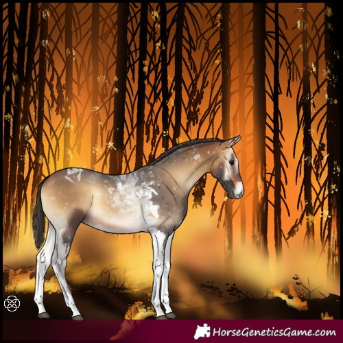Horse Color:Buckskin Onyx Tobiano 