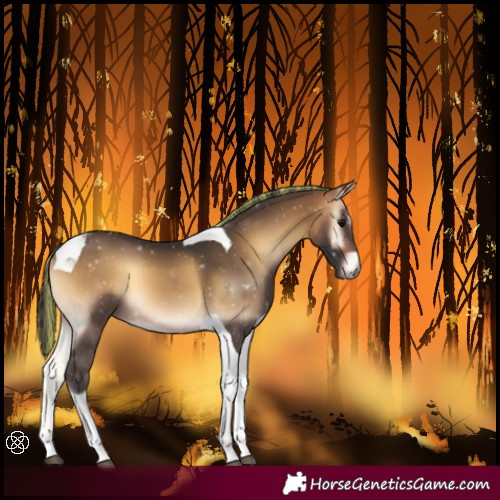Horse Color:Painted Buckskin Onyx Tobiano