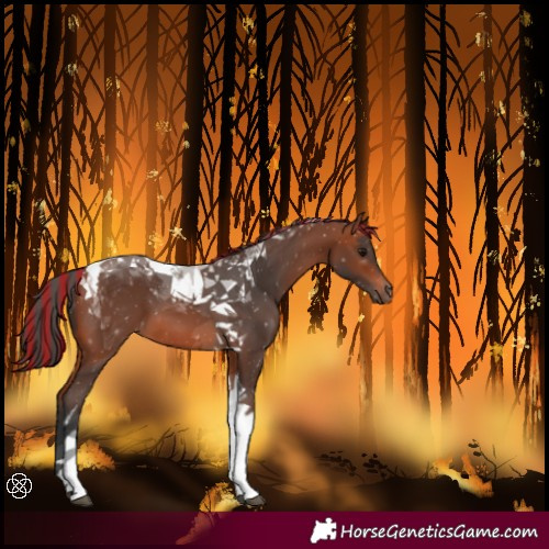 Horse Color:Painted Bay Tobiano