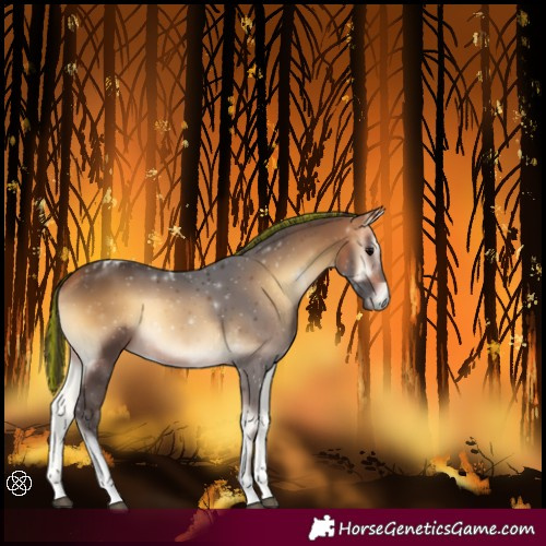 Horse Color:Painted Buckskin Onyx Tobiano 