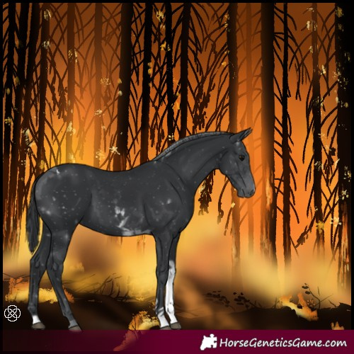 Horse Color:Black Tobiano 