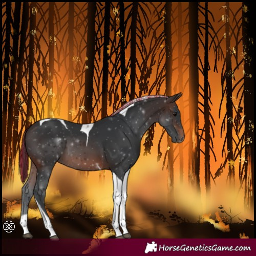 Horse Color:Painted Brown Tobiano