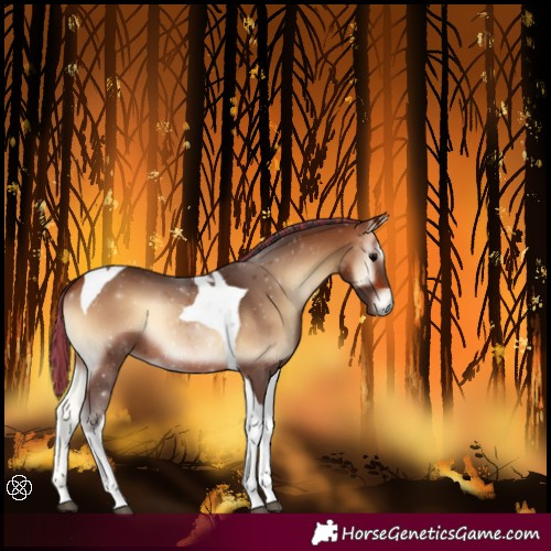 Horse Color:Painted Bay Onyx Tobiano 