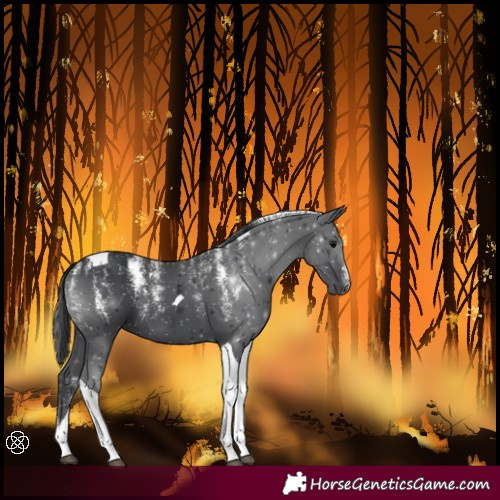 Horse Color:Powder White Black Tobiano 