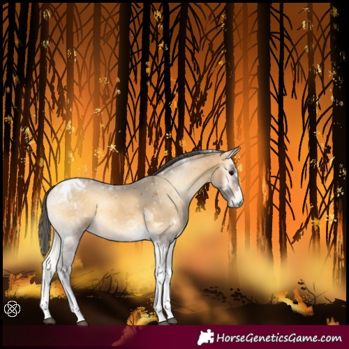 Horse Color:Buckskin Onyx Tobiano