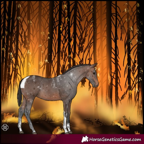 Horse Color:Powder White Brown Tobiano 