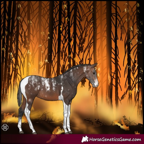 Horse Color:Powder White Brown Tobiano