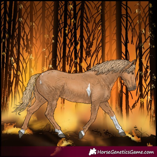 Horse Color:Chestnut Tobiano 