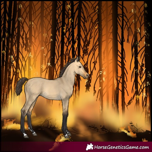 Horse Color:Buckskin Dun