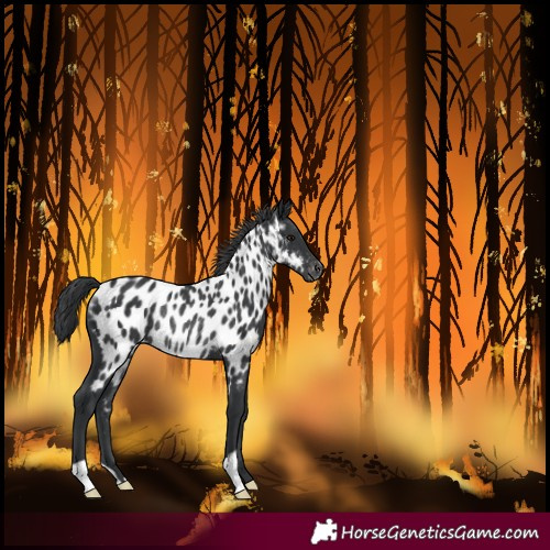 Horse Color:Black Near Leopard Rabicano 