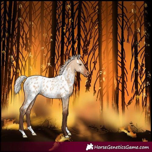 Horse Color:Silver Bay Dun Near Leopard 