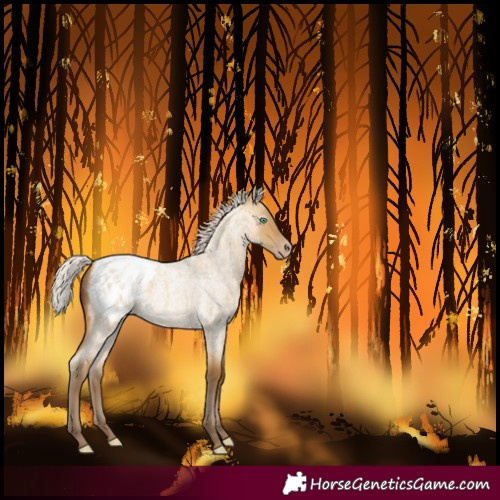 Horse Color:Gray Silver Amber Cream Champagne Roan Dun Blanket 