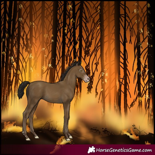 Horse Color:Gray Classic Cream Champagne