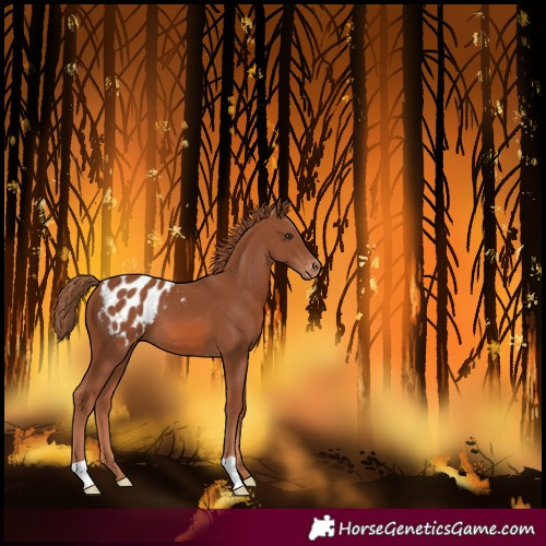 Horse Color:Chestnut Blanket