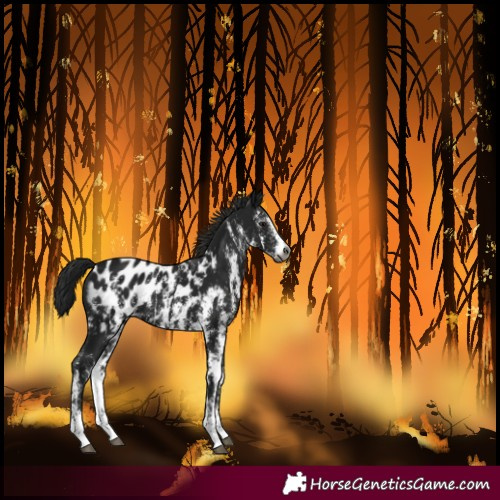 Horse Color:Gray Smoky Black Sabino Near Leopard