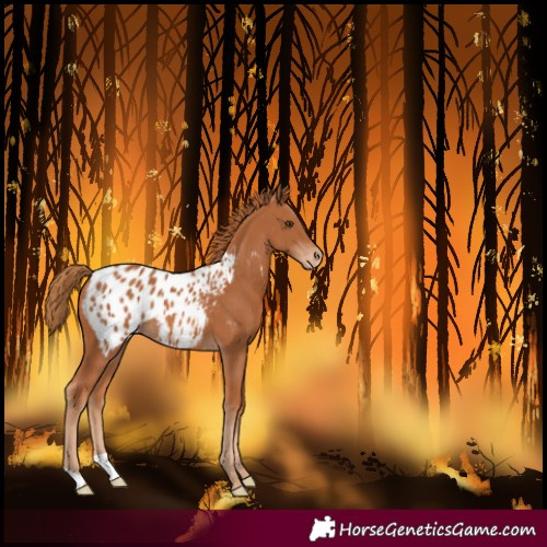 Horse Color:Chestnut Blanket 