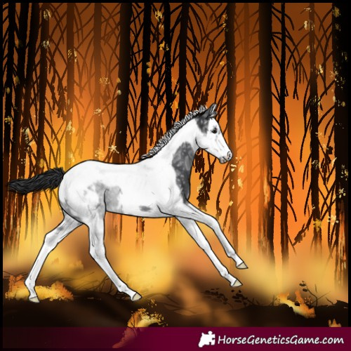 Horse Color:Black Ice Splash Tobiano Frame Rabicano