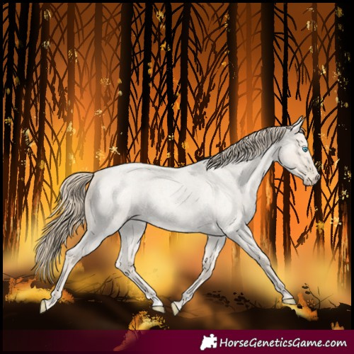 Horse Color:Smoky Creme Roan Dun 