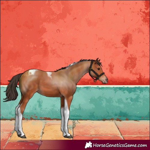 Horse Color:Bay Tobiano