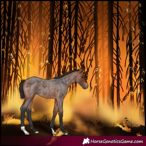 Horse Color:Bay Roan 