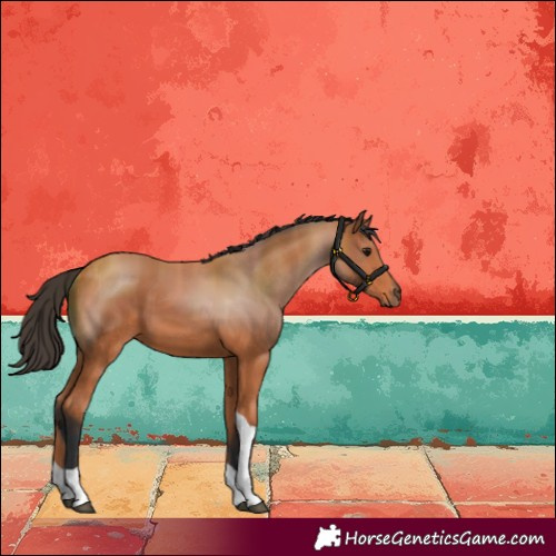 Horse Color:Bay Tobiano