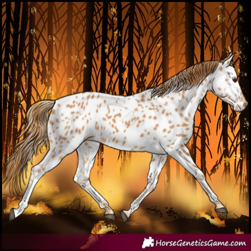 Horse Color:Chestnut Near Leopard 