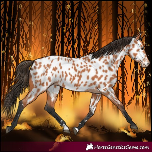 Horse Color:Bay Near Leopard 