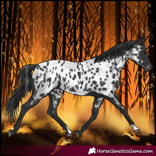 Horse Color:Black Near Leopard