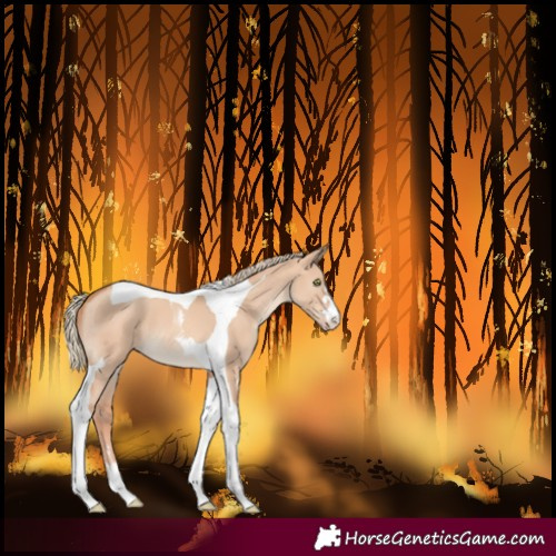 Horse Color:Gold Champagne Dun Tobiano