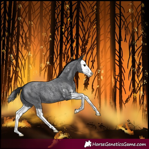 Horse Color:Blue Roan Sabino Splash 