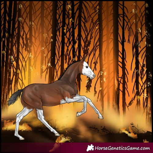 Horse Color:Bay Splash 
